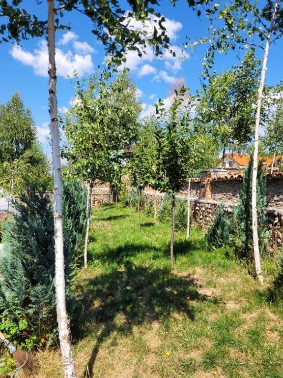Casa Cu Mesteceni Rîşnov Dış mekan fotoğraf